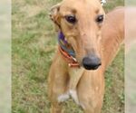 Small Greyhound