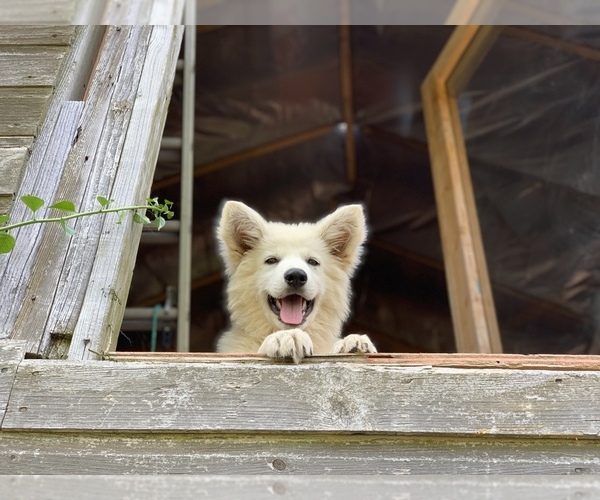 Medium Photo #40 German Shepherd Dog Puppy For Sale in WASHINGTON, NJ, USA
