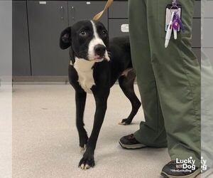 Brutus - Male Labrador Retriever-Unknown Mix Dog for Adoption - Photo #3