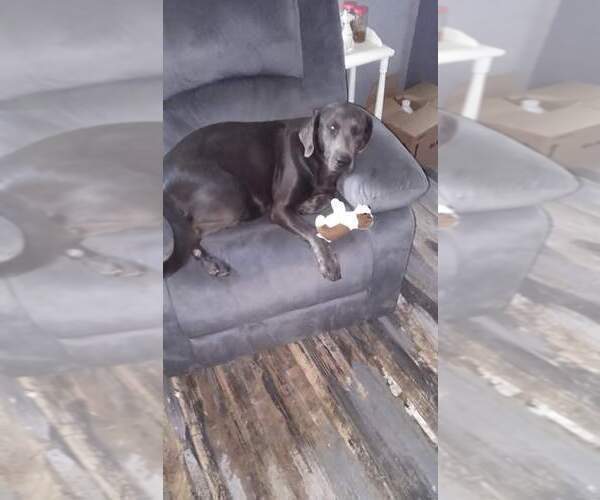 Medium Photo #1 Labrador Retriever Puppy For Sale in BENTS FORT, CO, USA