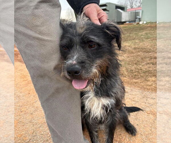 Medium Photo #3 Mutt Puppy For Sale in Bedford, VA, USA