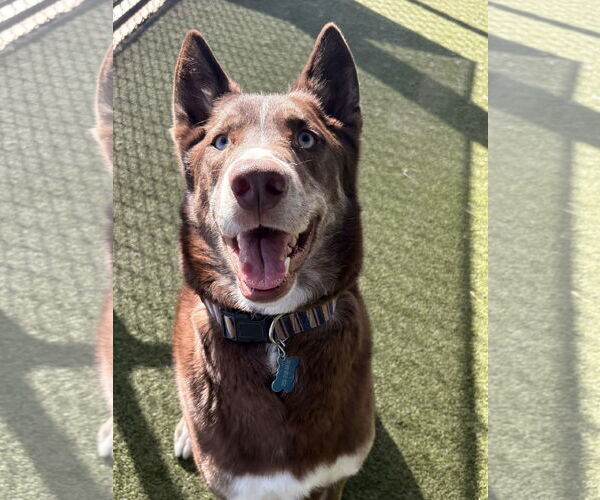 Medium Photo #2 Australian Kelpie-Unknown Mix Puppy For Sale in Monkton, MD, USA
