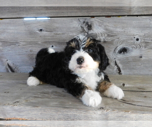 Miniature Bernedoodle Puppy for sale in BECKS MILLS, OH, USA