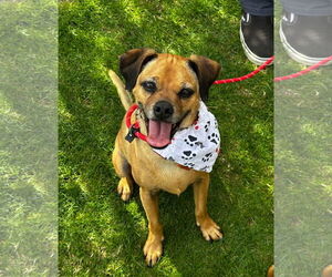 Finn - Male Puggle Dog for Adoption - Photo #2