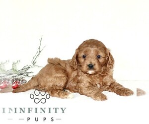 Cavapoo Puppy for sale in PARADISE, PA, USA