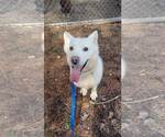 Small #6 Siberian Husky Mix