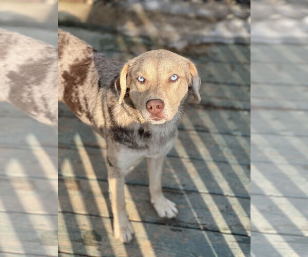 Medium Photo #5 Catahoula Leopard Dog Puppy For Sale in Lakemont, GA, USA