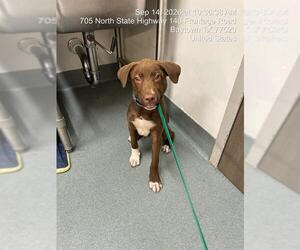 Labrador Retriever-Unknown Mix Dogs for adoption in Baytown, TX, USA
