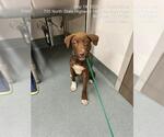 GUMBALL - Male Labrador Retriever-Unknown Mix Dog for Adoption - Small photo