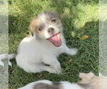 Small #2 Mutt