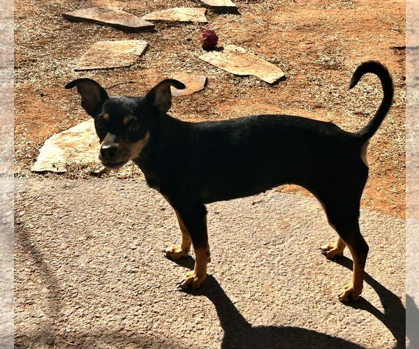 Medium Photo #1 Miniature Pinscher Puppy For Sale in Apple Valley, CA, USA