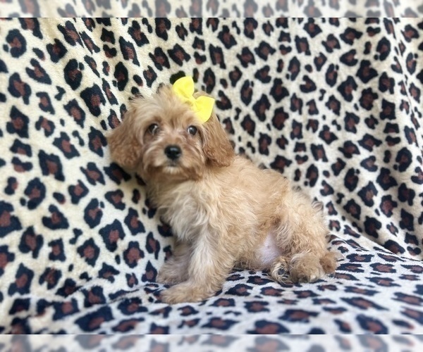 Medium Photo #2 Cavapoo Puppy For Sale in LAKELAND, FL, USA