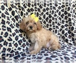 Small #1 Cavapoo