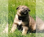 Small #10 German Shepherd Dog