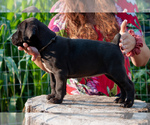 Puppy 3 Doberman Pinscher-Dogo Argentino Mix