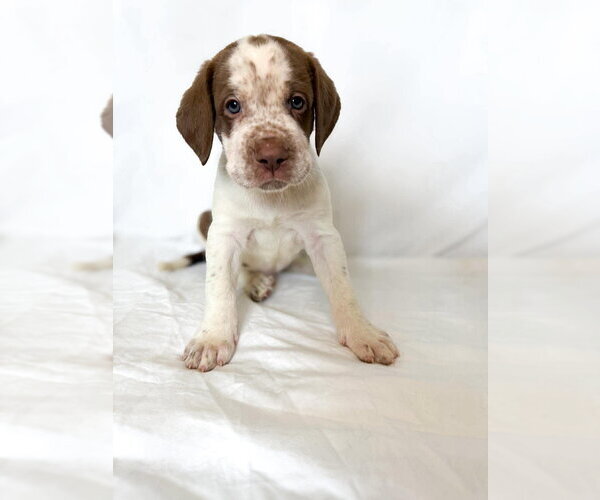 Medium Photo #4 Great Dane Puppy For Sale in Bullard, TX, USA
