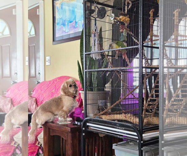 Medium Photo #2 Pekingese Puppy For Sale in Belleuve, NE, USA