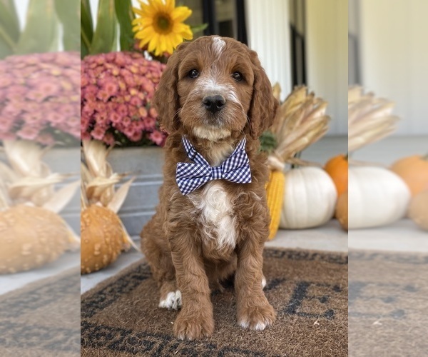 Medium Photo #10 Irish Doodle Puppy For Sale in WOOSTER, OH, USA
