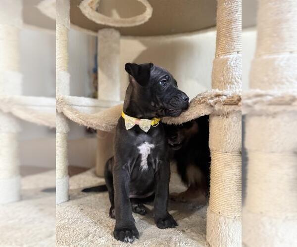 Medium Photo #1 Rottweiler-Unknown Mix Puppy For Sale in San Antonio, TX, USA