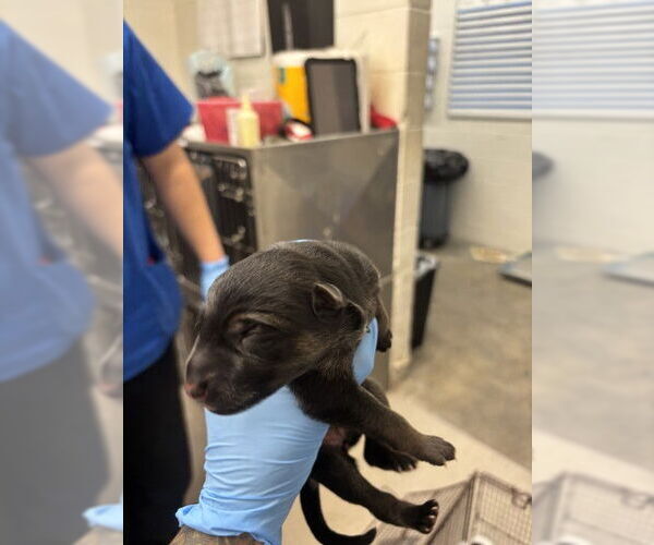 Medium Photo #1 German Shepherd Dog Puppy For Sale in San Bernardino, CA, USA