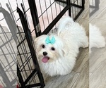 Small #2 Maltese
