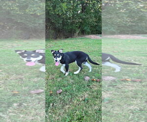 Ginger - Female Alusky Dog for Adoption - Photo #2