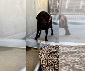 Labrador Retriever-Unknown Mix Dogs for adoption in Downey, CA, USA