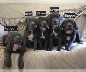 Cane Corso Litter for sale in MINERAL WELLS, WV, USA