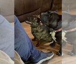 Small #3 Mutt
