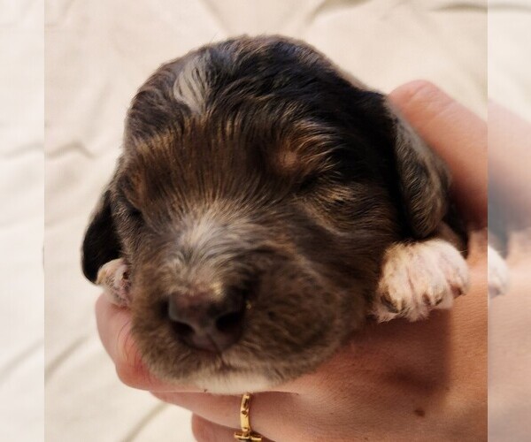 Medium Photo #4 F2 Aussiedoodle Puppy For Sale in COLUMBIA, TN, USA