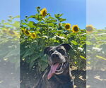 Small American Staffordshire Terrier Mix