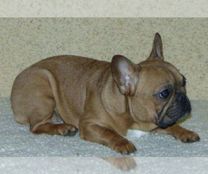 Mother of the French Bulldog puppies born on 10/10/2021