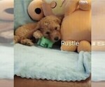 Puppy Puppy 7 Rustle Poodle (Miniature)