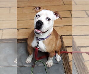 Violet Beauregarde Lonestar - Female Boxer-Unknown Mix Dog for Adoption - Photo #20