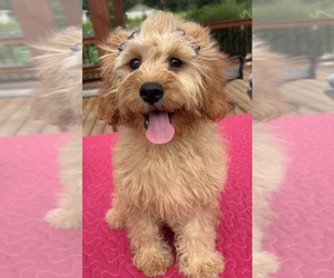 Cavapoochon (Miniature) Puppy for sale in GREENFIELD, IN, USA