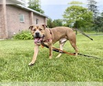 Small #38 Mutt