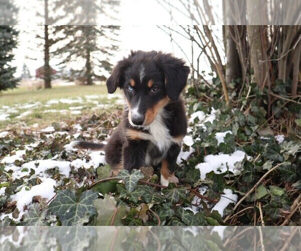 Medium Photo #1 Australian Shepherd Puppy For Sale in GOSHEN, IN, USA