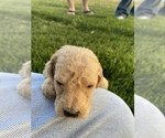 Small Photo #1 Goldendoodle Puppy For Sale in WILEY, CO, USA