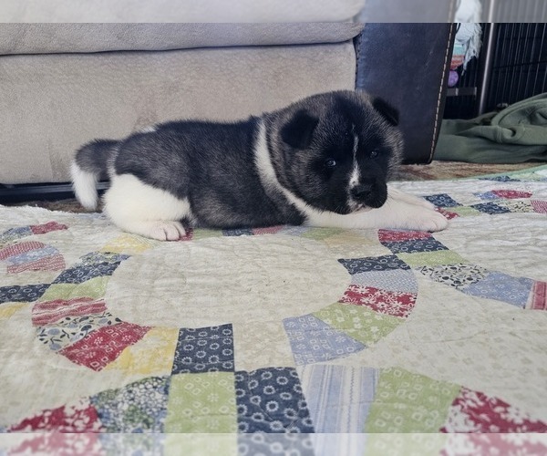 Medium Photo #3 Akita Puppy For Sale in CROSWELL, MI, USA