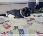Small Photo #3 Akita Puppy For Sale in CROSWELL, MI, USA