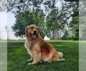Mother of the Golden Retriever puppies born on 05/20/2025