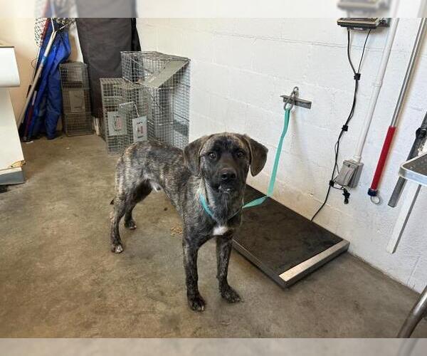 Medium Photo #1 Mastador Puppy For Sale in Corona, CA, USA