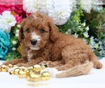 Small #3 Cavapoo