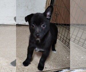 Jack Russell Terrier-Schipperke Mix Dogs for adoption in HEPPNER, OR, USA
