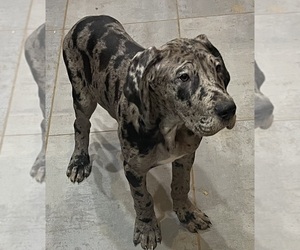 Great Dane Puppy for sale in COLUMBUS, OH, USA