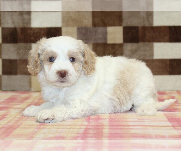 Medium Photo #2 Bernedoodle (Miniature) Puppy For Sale in DENVER, PA, USA