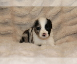 Small #2 Australian Shepherd