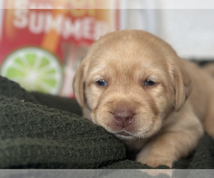 Labrador Retriever Puppy for sale in OAKDALE, CA, USA