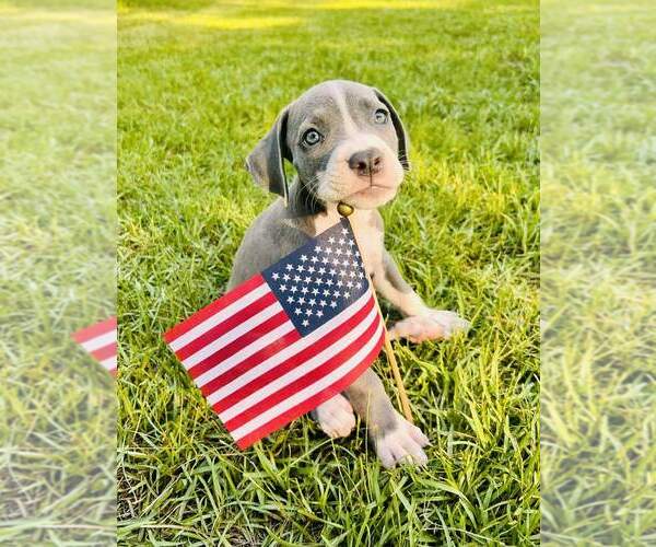 Medium Photo #1 American Pit Bull Terrier-Unknown Mix Puppy For Sale in FRAMINGHAM, MA, USA