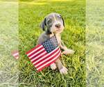Small American Pit Bull Terrier Mix
